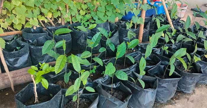 Yys Sorsilai Tanam Pohon di Arui Bab2