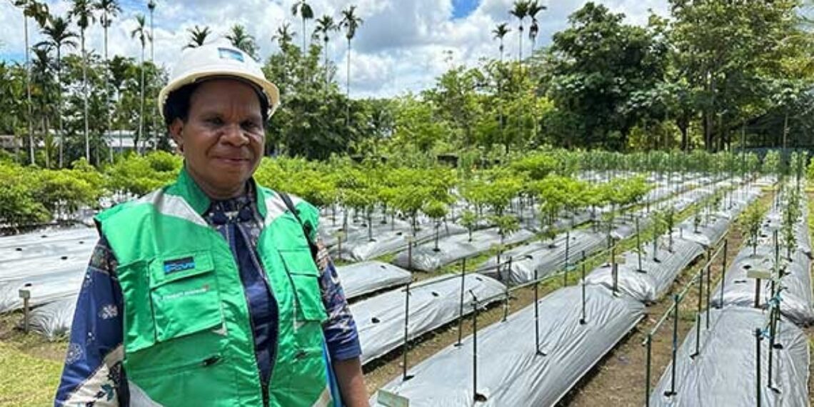 Tina Komangal, perempuan Suku Amungme, asal Kampung Waa Banti, Distrik Tembagapura, Mimika, sejak 2012 bekerja sebagai kontraktor di PT Freeport Indonesia (PTFI). Ia bersama delapan karyawannya mengelola pertanian dan penghijauan di area Pusat Reklamasi dan Keanekaragaman Hayati PTFI / Foto : Humas PTFI