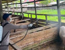 Bersama Dinas P2KP, Karantina Papua Selatan Lakukan Penyemprotan Kandang Babi