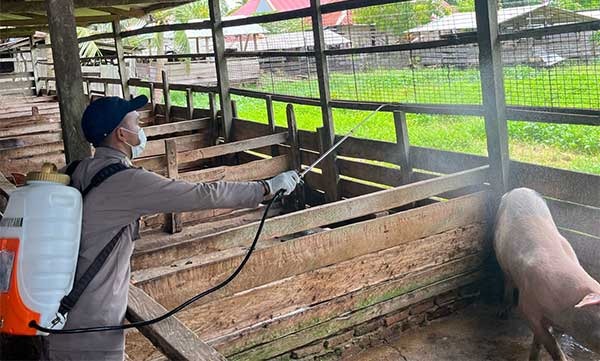 Bersama Dinas P2KP, Karantina Papua Selatan Lakukan Penyemprotan Kandang Babi 1 IMG 20240224 WA0027