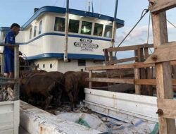 Jelang Idul Adha 2024, 143 Ekor Sapi dari Seram Dikirim ke Sorong