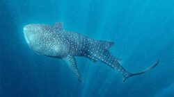 Kolaborasi PT PIS-KLHK Sukses Temukan Individu Hiu Paus Baru di Teluk Cendrawasih Nabire 12 IMG 20240612 WA0015