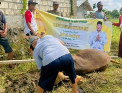 Sukacita Warga Perbatasan Papua-PNG Terima Hewan Kurban dari Paulus Waterpauw