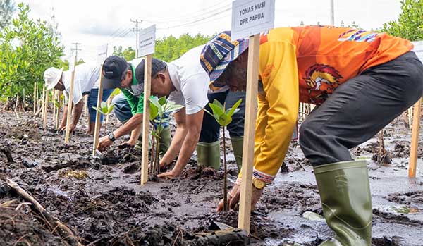 PLN Tanam 1000 Pohon Mangrove di TWA Teluk Youtefa