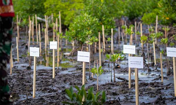 PLN Tanam 1000 Pohon Mangrove di TWA Teluk Youtefa2