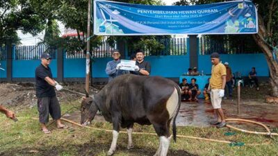 Momen Idul Adha 1445 H, PLN UIW P2B Salurkan 37 Hewan Kurban