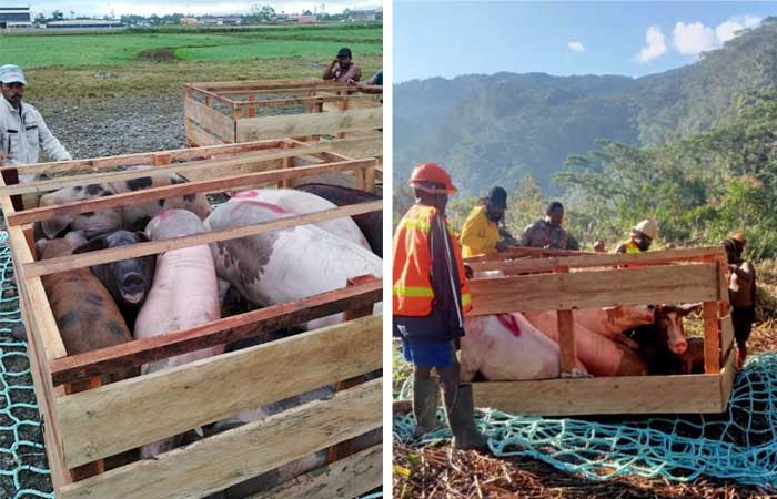 PTFI Heli Angkut Babi Peresmian Gereja Aroanop2