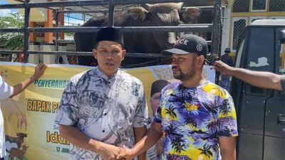 PW Sapi Kurban Warga Sarmi