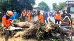 Pemkot Ambon Tebang Pohon 1