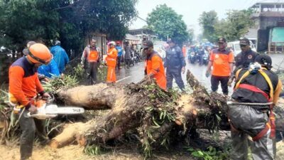 Pemkot Ambon Tebang Pohon 1