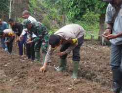 Polres Yapen Polda Papua Tanam Bibit Jagung Dukung Program Ketahanan Pangan Nasional