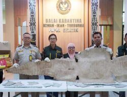 Kulit Buaya Berhasil Ditahan di Bandara Mopah Merauke, Pertama Kali di 2024