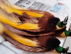 Karantina Papua Selatan Amankan 3 Awetan Cenderawasih dari Penumpang KM Tatamailau