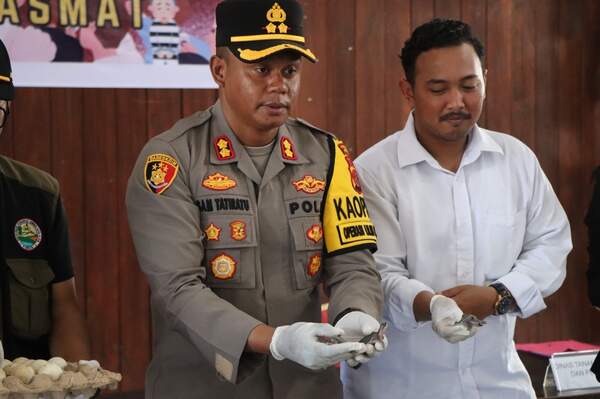 Polres Asmat Ungkap Perdagangan Ribuan Labi-Labi Moncong Babi 3 IMG 20241224 WA0008