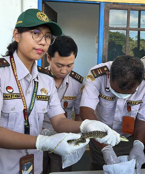 Barantin Berhasil Gagalkan Penyelundupan Seratusan Satwa Dilindungi di Papua Selatan 3 Karantina PS Gagal Penyelundupan seratusan Satwa dilindungi3
