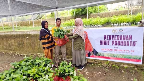 Saadiah Uluputty Beri Bantuan Tanaman Produktif