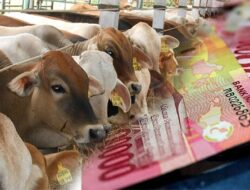 Publik Soroti Pengadaan Sapi Hibah 2023, LSM 2PAM3 Mimika Beberkan Indikasi Korupsinya