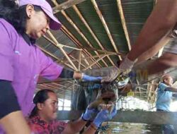 Pemkab Mimika Pastikan 346 Hewan Kurban Sehat dan Aman Sambut Idul Adha