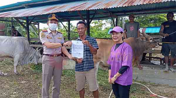 Pemkab Mimika Pastikan 346 Hewan Kurban Sehat dan Aman Sambut Idul Adha 2 Disnakeswan Mimika 346 Hewan Kurban2