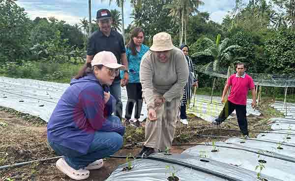 Kunjungi Desa Wayame, Lisa Wattimena dan Kader PKK Ambon Panen Sayur 2 Lisa Wattimena Panen Sayur di Wayame2
