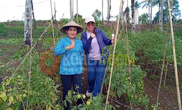 Kunjungi Desa Wayame, Lisa Wattimena dan Kader PKK Ambon Panen Sayur 3 Lisa Wattimena Panen Sayur di Wayame4