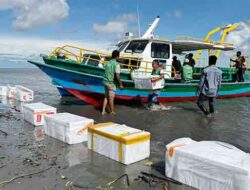 Jaga Ekosistem di Muara Sungai Ajkwa, PTFI Tebar Ribuan Anakan Ikan Barramundi-Kepiting Bakau