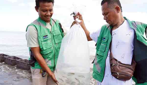 PTFI Tebar Anakan Ikan Kepiting di Muara Sungai Ajkwa3