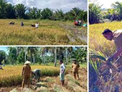 Dukung Ketahanan Pangan, Kades-Staf Panen Padi Bersama Petani di Waesamu SBB