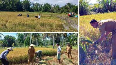Pemdes Waesamu Panen Padi Bersama