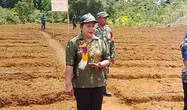 Legislator Peggy Kafiar Hadiri Penanaman Perdana Komoditas Unggulan di Rosayendi 2 Joy Pegigy Kafiar Tanam Perdana di Rosyendi