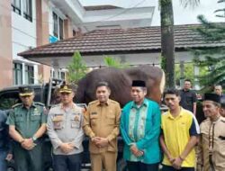 Pemkot Ambon Serahkan 140 Hewan Kurban Jelang Idul Adha 1446 H