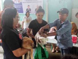 Seksi POS-PHGB Jemaat GPM Rehoboth Vaksin 503 Hewan, Lindungi Umat dari Rabies