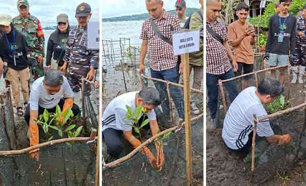 Walkot BW Tanam 5000 Anakan Mangrove di Poka