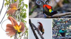 Foto Burung di R4