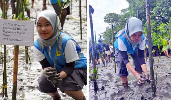 PLN Manok Tanam 1000 Mangrove3