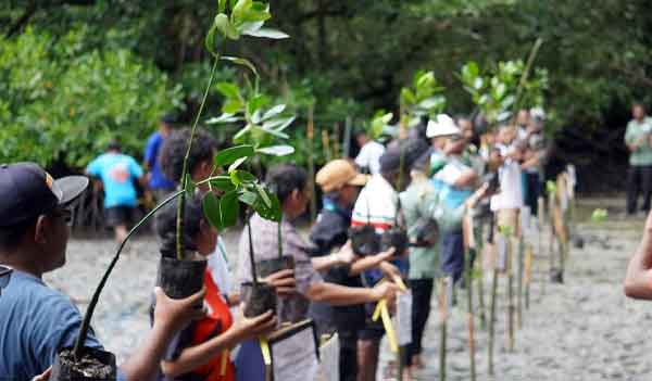 PLN Manok Tanam 1000 Mangrove4