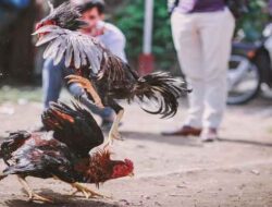 Judi Sabung Ayam di Km 10 Timika Resahkan Warga, Apa Kabar Polisi ?