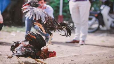 Judi Sabung Ayam Ilustrasi Pixabay