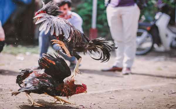 Judi Sabung Ayam Ilustrasi