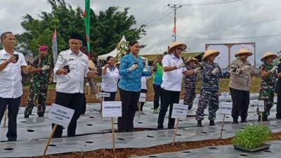 Pemkot Lantamal IX Ambon Tanam Cabai Kedelai