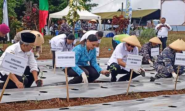 Pemkot-Lantamal IX Ambon Aksi Tanam Cabai dan Kedelai Serentak Dukung GNPIP 2 Pemkot Lantamal IX Ambon Tanam Cabai Kedelai2