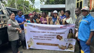 Komitmen Sejahterakan OAP, Disnakkeswan Mimika Salurkan 1.600 Bibit Itik di 2 Distrik