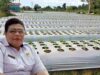 Bantah Info Sesat Program Bawang Merah Gagal Total, Distanbun Mimika: Januari Panen
