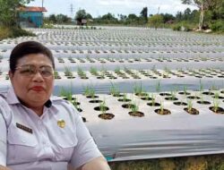 Bantah Info Sesat Program Bawang Merah Gagal Total, Distanbun Mimika: Januari Panen