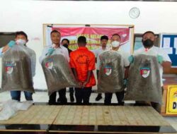 Polda Papua Tumpas Sindikat Narkotika Lintas Negara, WN PNG Dibekuk Bawa 21 Kg Ganja