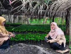 Tinjau Kelompok Usaha Tani di Hualoy dan Siamaru, Saadiah Uluputty Apresiasi Petani