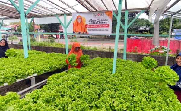 Saadiah Uluputty Petani Muda Masohi