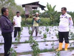 Rustan Saru Tinjau Lokasi Percontohan Budidaya Pertanian dan Perikanan Hasil Kerja Sama Pemkot Jayapura dan Unhas