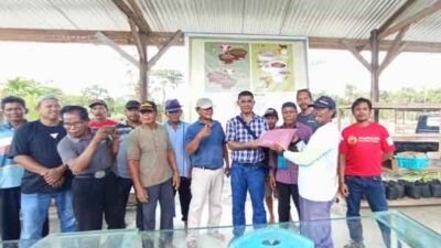 Dibina Terintegrasi, Ratusan Kelompok Peternak Sapi Mimika Didorong Mandiri Pakan