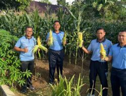 Sukses Optimalkan Lahan Kosong, Lanud Pattimura Panen Jagung Perdana